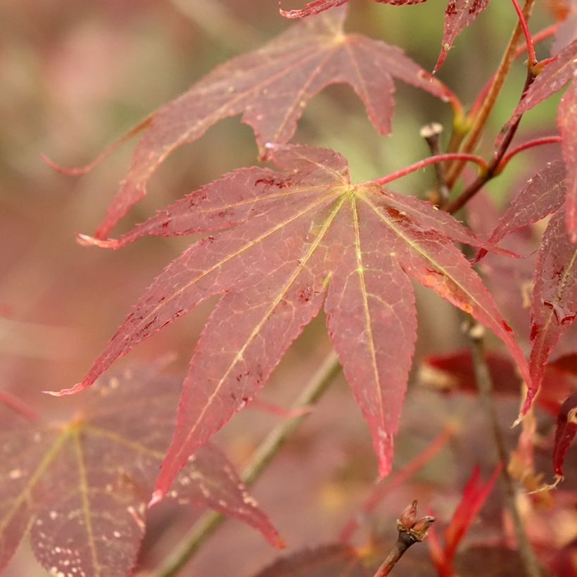 Arce japonés rojo - Acer palmatum Atropurpureum (Follaje)