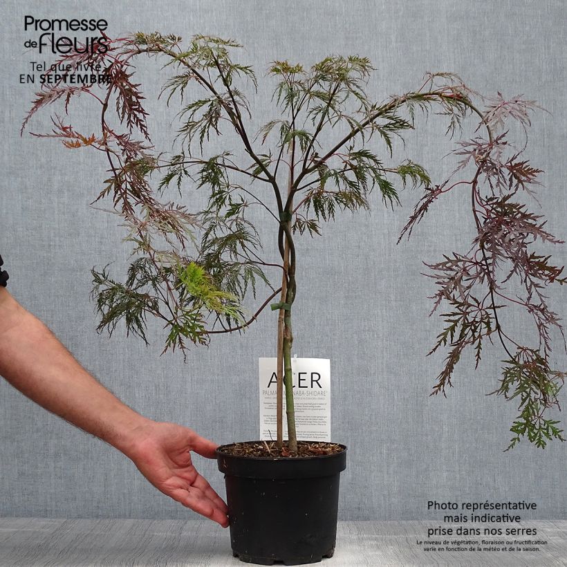 Ejemplar de Erable du Japon - Acer palmatum Bloodgood pot de 3L/4L 40/60cm entregado en otoño