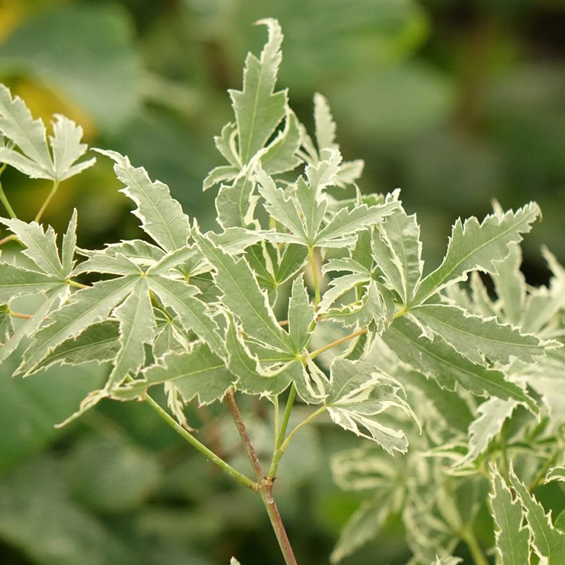 Arce japonés Butterfly- Acer palmatum (Follaje)