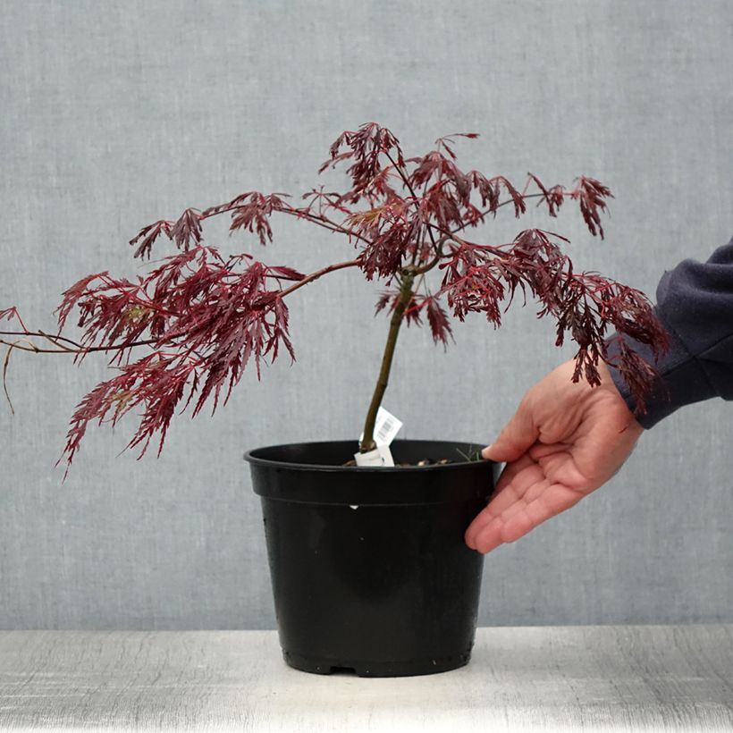 Ejemplar de Érable du Japon - Acer palmatum Crimson Queen en pot de 2L/3L entregado en verano