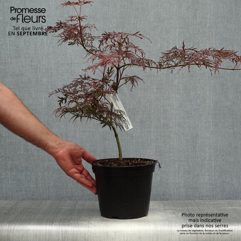 Ejemplar de Érable du Japon - Acer palmatum Dissectum Garnet 3L/4L 40/50cm entregado en otoño