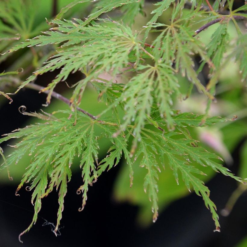 Arce japonés Dissectum Garnet - Acer palmatum (Follaje)