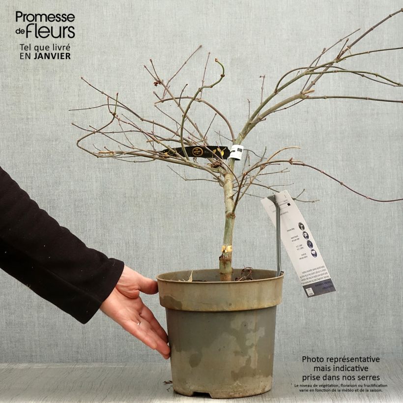 Érable du Japon - Acer palmatum Dissectum Tamukeyama Pot de 4L/5L Ejemplar entregado en invierno