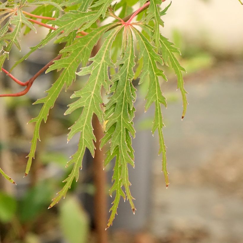 Arce japonés Dissectum Viridis  - Acer palmatum (Follaje)