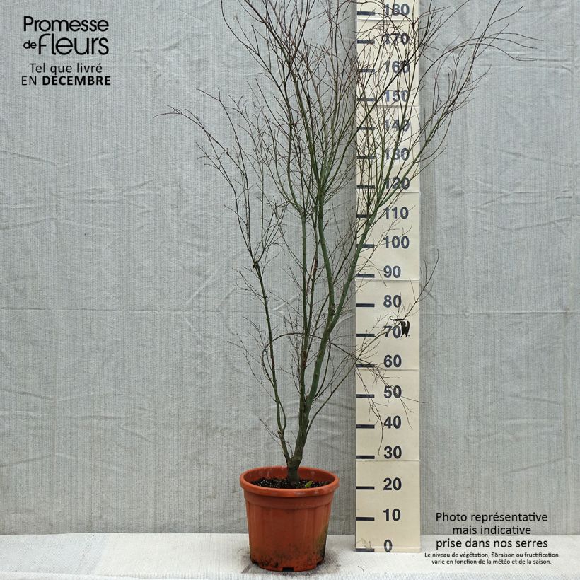 Erable du Japon - Acer palmatum Kagiri-nishiki (Roseomargina) - Pot de 12L/15L Ejemplar entregado en invierno