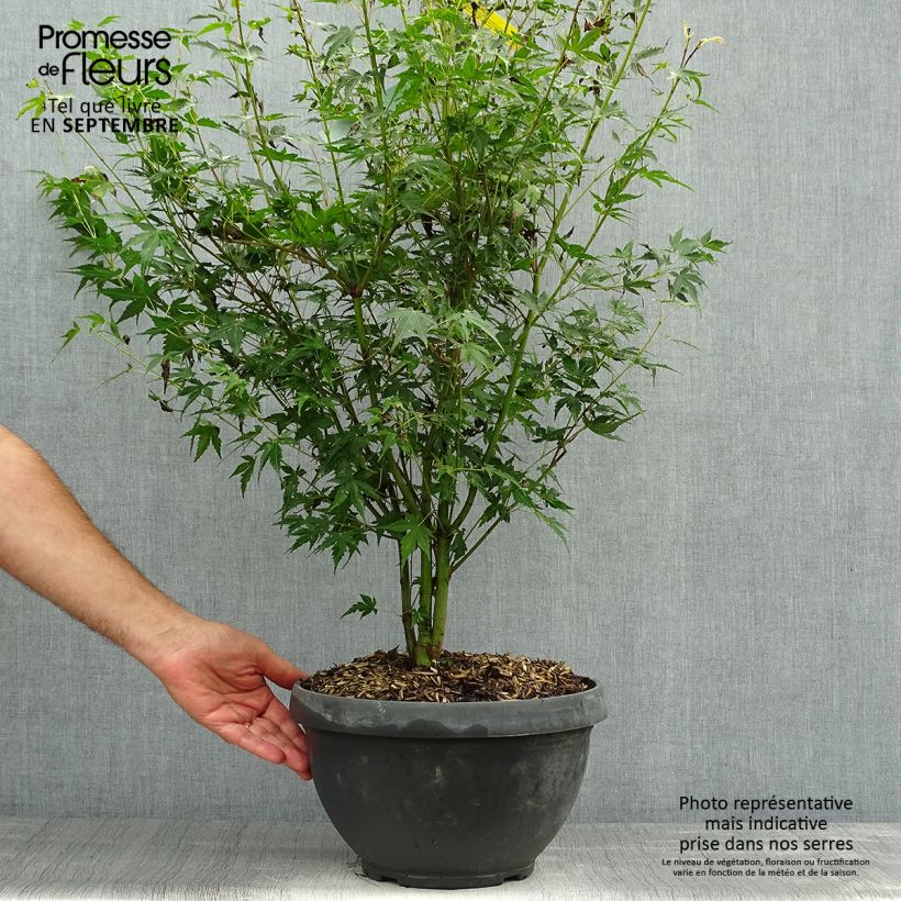 Ejemplar de Érable du Japon - Acer palmatum Katsura en coupe de 7,5L/10L entregado en otoño