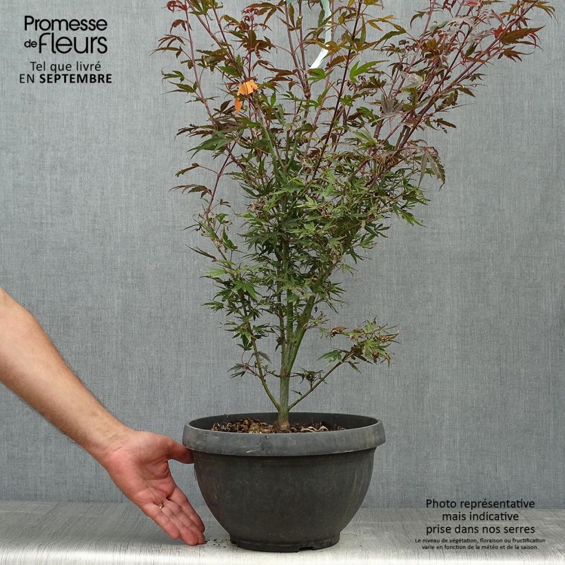 Ejemplar de Erable du Japon - Acer palmatum Shaina en pot de 6L/7L entregado en otoño