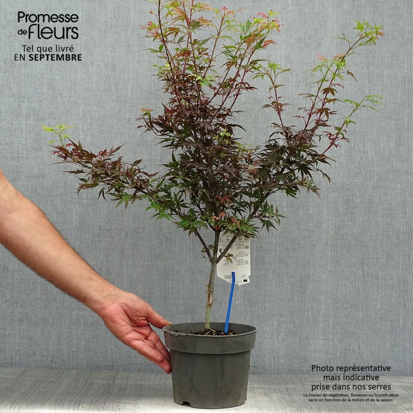 Ejemplar de Erable du Japon - Acer palmatum Shaina en pot de 3L/4L entregado en otoño