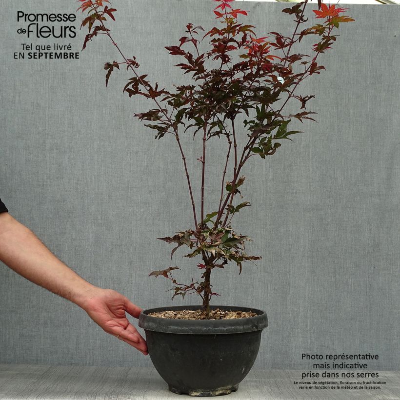 Ejemplar de Érable du Japon - Acer palmatum Twomblys Red Sentinel Pot de 7,5L/10L entregado en otoño