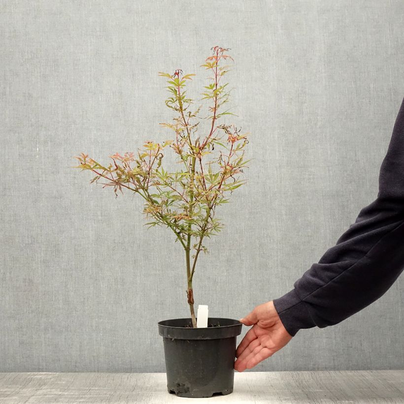 Ejemplar de Érable du Japon Jerre Schwartz - Acer palmatum en pot de 2L/3L entregado en verano