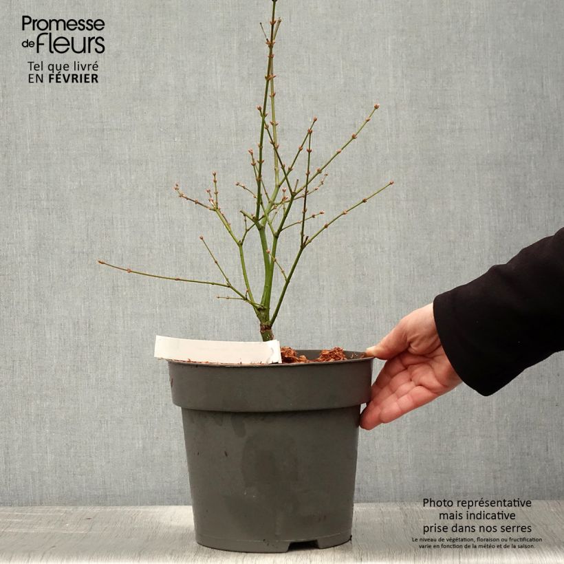 Érable du Japon Manyo-No-Sato - Acer palmatum Pot de 6L/7L Ejemplar entregado en invierno