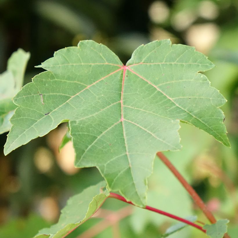 Acer rubrum - Arce de Canadá (Follaje)