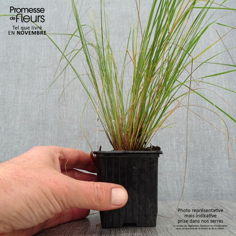 Ejemplar de Eragrostis curvula - Herbe d'amour Godet de 8/9 cm entregado en otoño