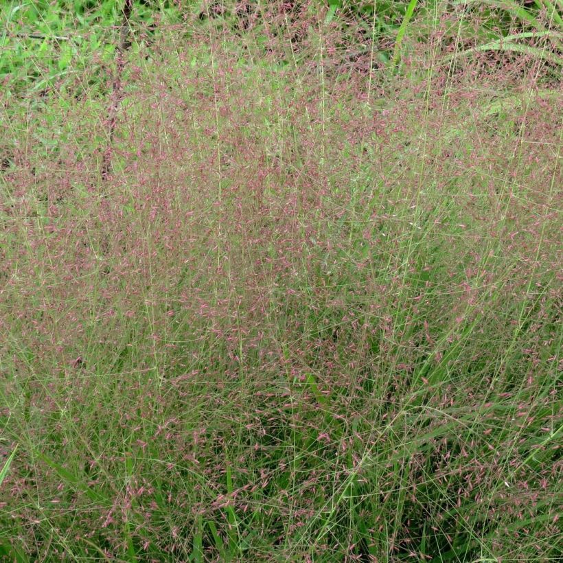 Eragrostis spectabilis - Pasto de plumas (Floración)