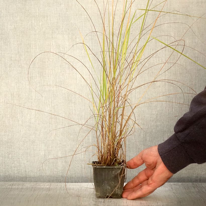 Ejemplar de Eragrostis trichodes - Herbe d'amour Godet de 8 cm entregado en otoño