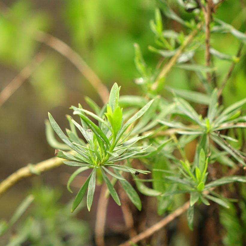 Eremophila maculata Aurea (Follaje)