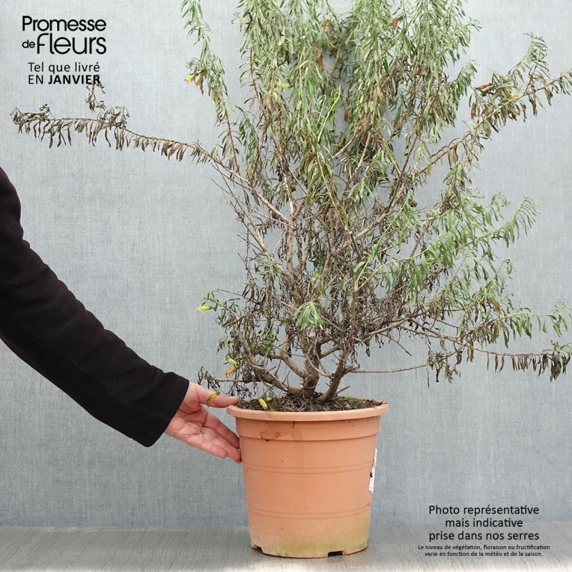 Eremophila maculata Aurea - Eremophile tacheté - Pot de 7,5L/10L Ejemplar entregado en invierno