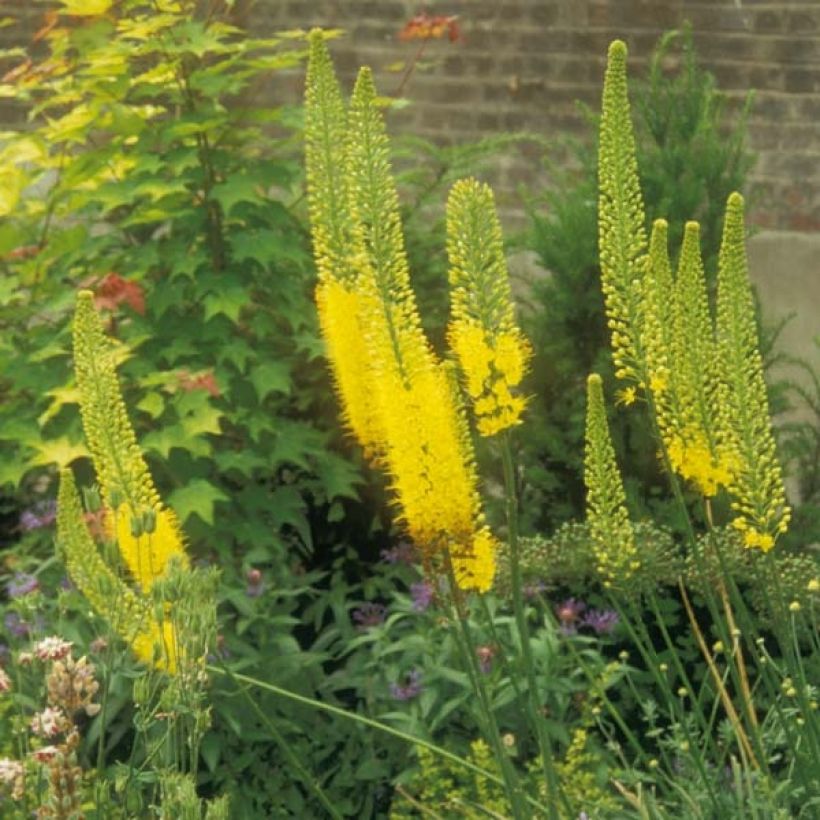 Eremurus bungei - Cola de zorro (Porte)