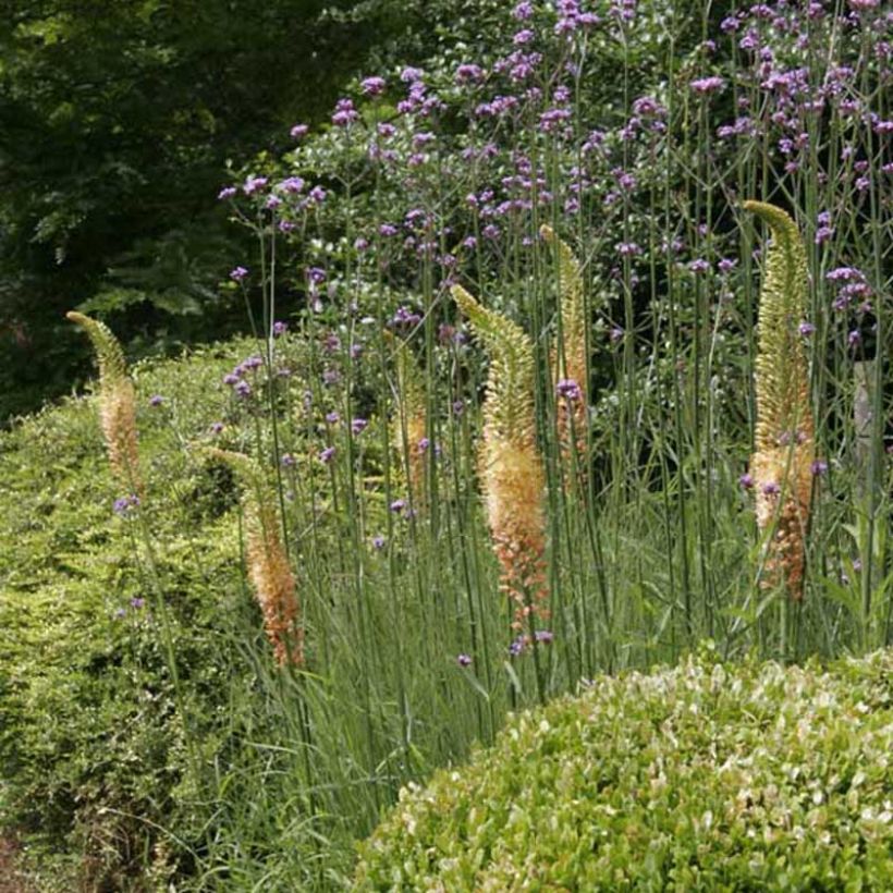 Eremurus Cleopatra (Porte)