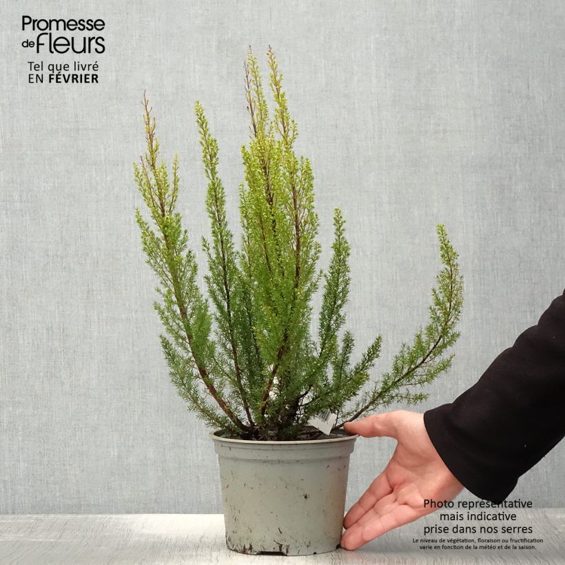 Erica arborea Alpina - Bruyère arborescente - Pot de 2L/3L Ejemplar entregado en invierno