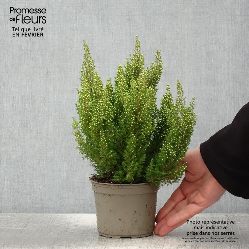 Erica arborea Estrella Gold - Bruyère arborescente - Pot de 1L/1,5L Ejemplar entregado en invierno