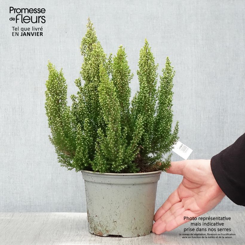 Erica arborea Estrella Gold - Bruyère arborescente Pot de 2L/3L Ejemplar entregado en invierno