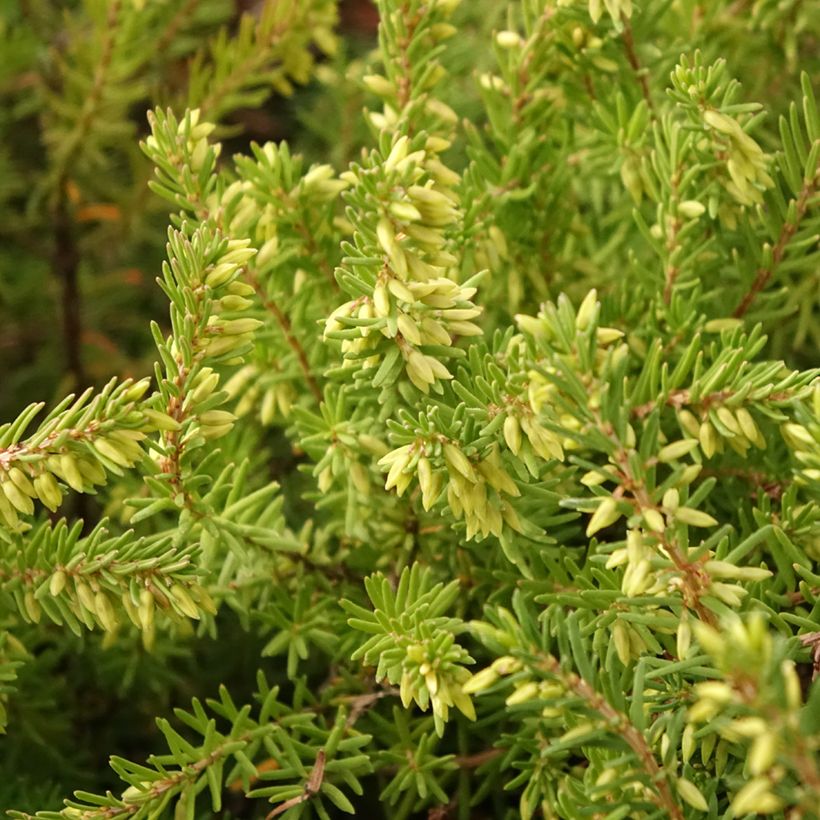 Erica darleyensis Darley Dale - Brezo rosado (Follaje)