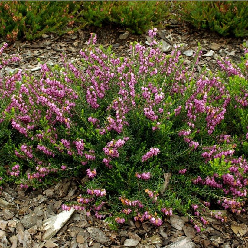 Erica darleyensis Ghost Hills - Brezo rosado (Floración)