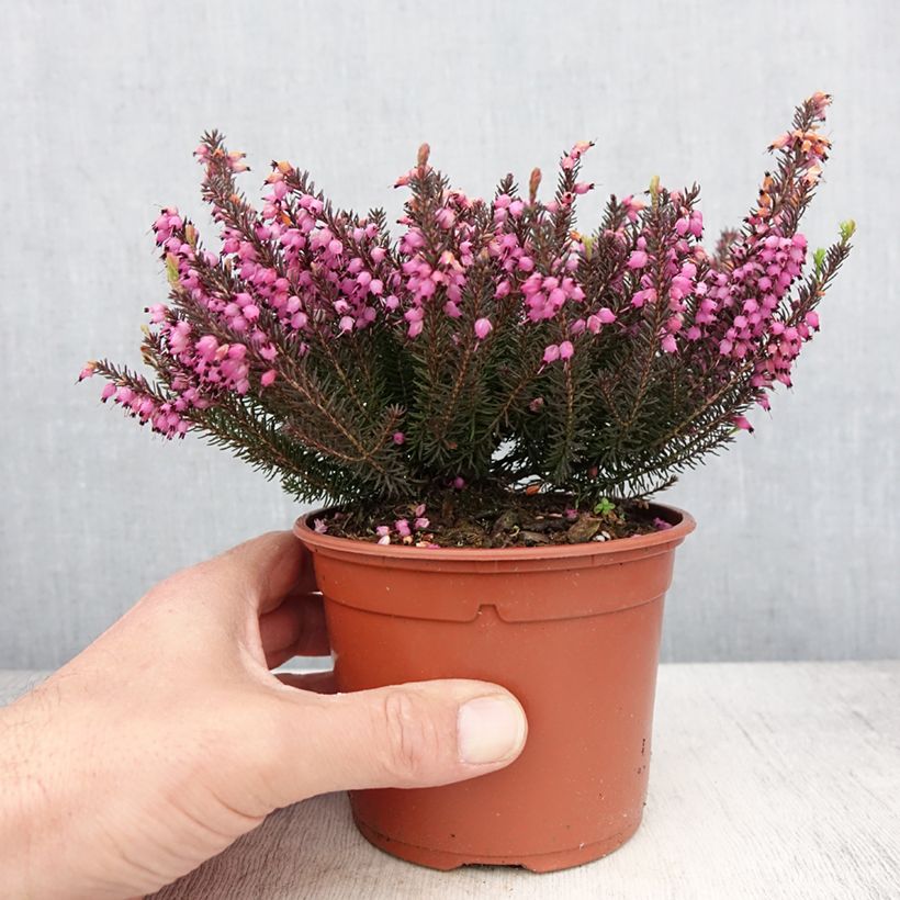 Erica darleyensis Lea - Bruyère d'hiver - Pot de 1L/1,5L Ejemplar entregado en la primavera