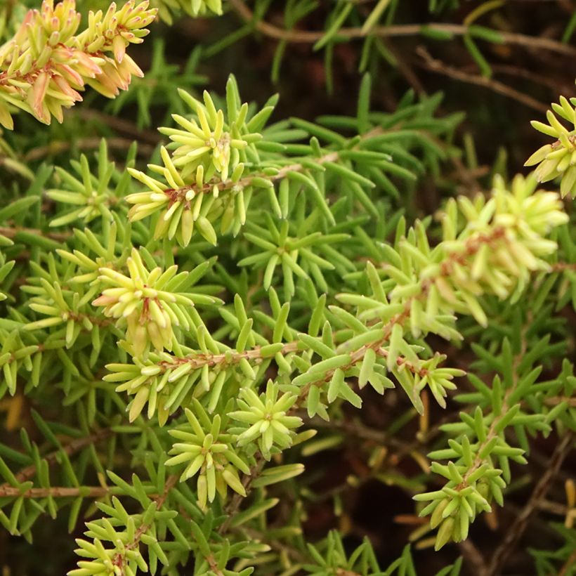 Erica darleyensis Marie Helen - Brezo rosado (Follaje)