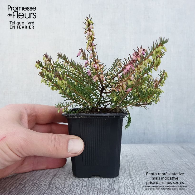 Erica darleyensis Tyann - Bruyère d'hiver - Godet de 8/9 cm Ejemplar entregado en invierno