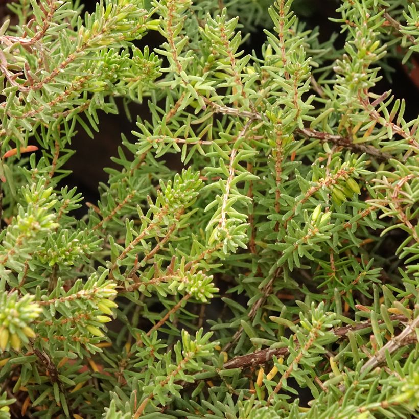 Erica darleyensis Tyann - Brezo rosado (Follaje)