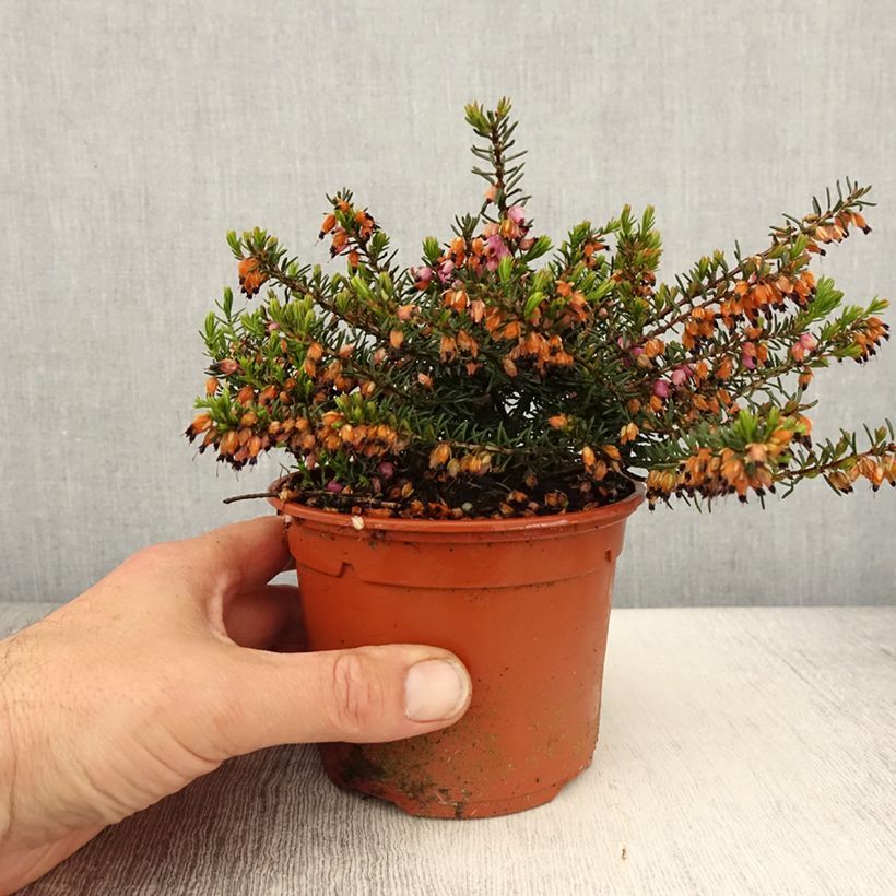 Erica darleyensis Tyann - Bruyère d'hiver - Pot de 1L/1,5L Ejemplar entregado en la primavera