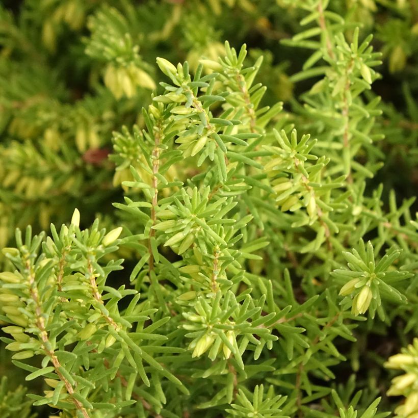 Erica darleyensis White Glow - Brezo rosado (Follaje)