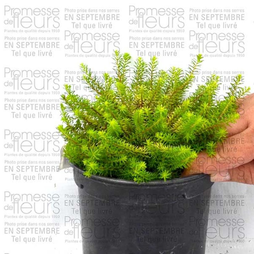 Ejemplo de ejemplar de Erica x darleyensis Eva Gold, bruyère d'hiver Pot de 1.5L/2L tal y como se entrega