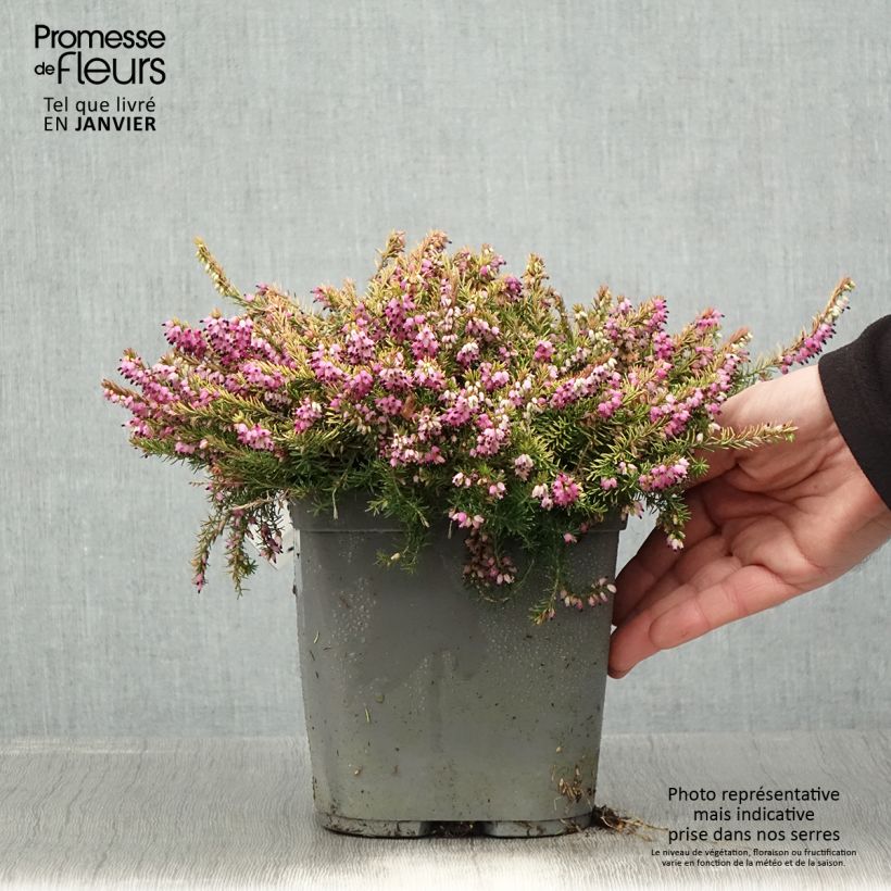 Erica x darleyensis Eva Gold - Bruyère d'hiver - en pot de 3L/4L Ejemplar entregado en invierno