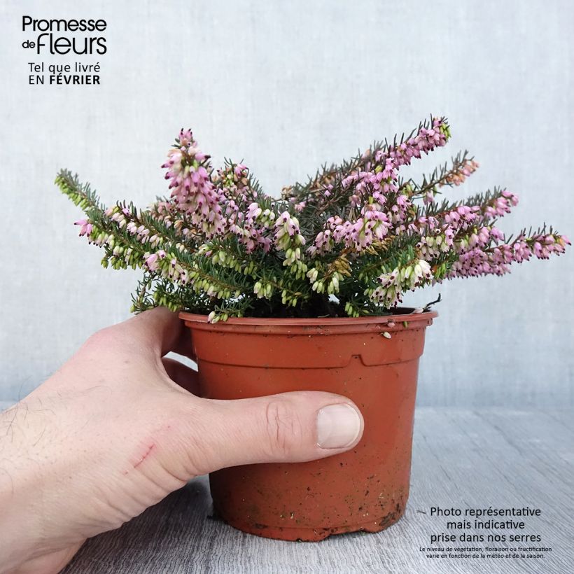 Erica x darleyensis Spring Surprise, bruyère - Pot de 1L/1,5L Ejemplar entregado en invierno