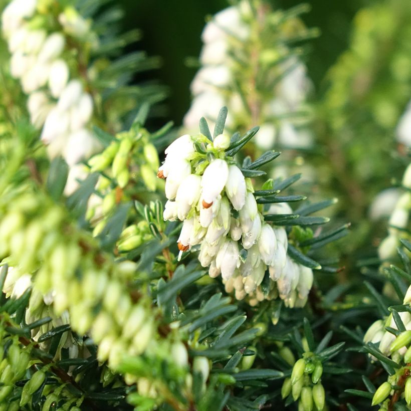 Erica darleyensis Winter Belles Katia - Brezo rosado (Floración)