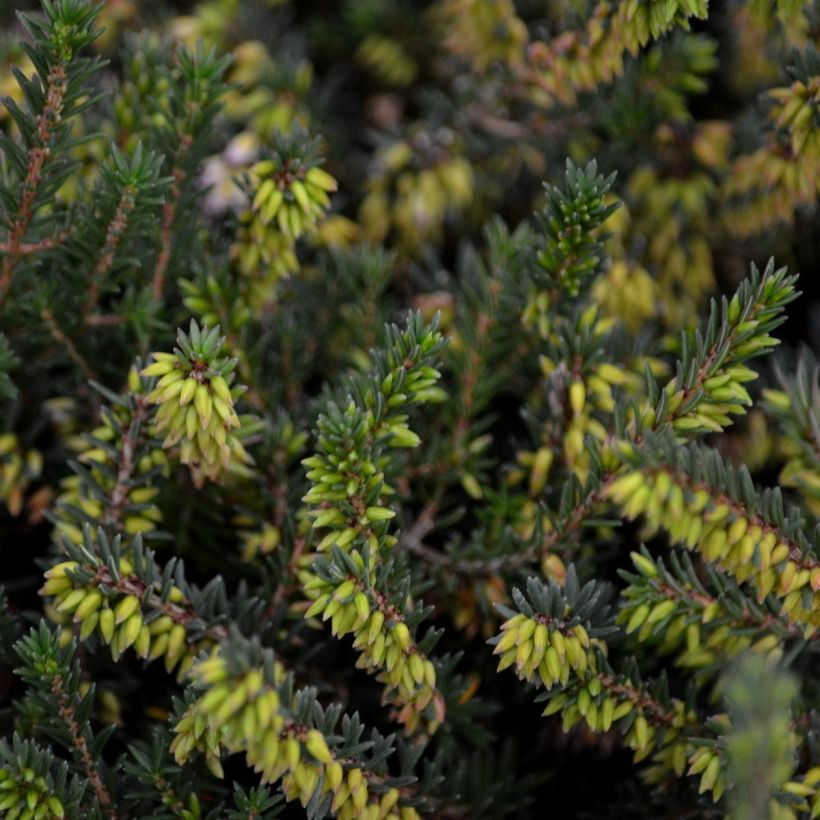 Erica darleyensis Winter Belles Phoebe - Brezo rosado (Follaje)