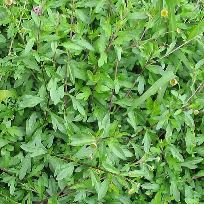 Erigeron karvinskianus - Margarita cimarrona (Follaje)