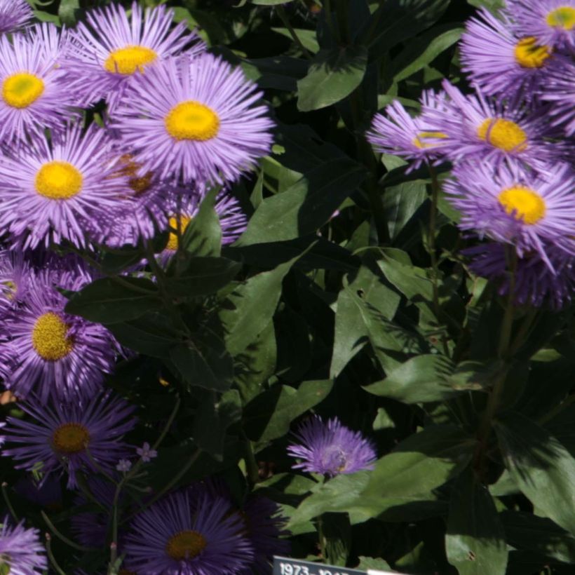 Erigeron Strahlenmeer - Margarita (Follaje)