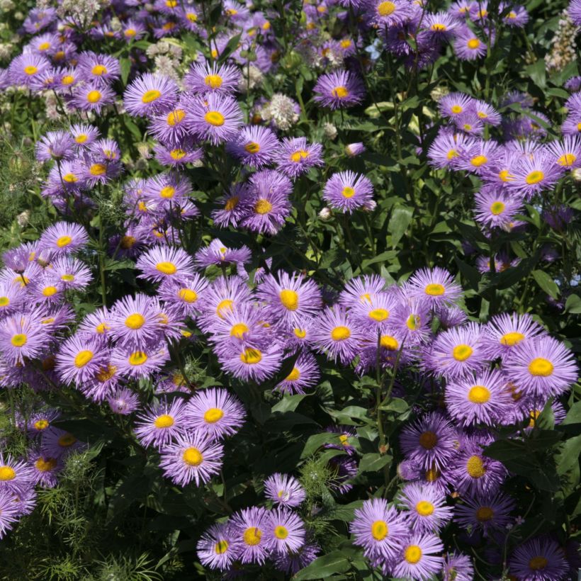 Erigeron Strahlenmeer - Margarita (Floración)