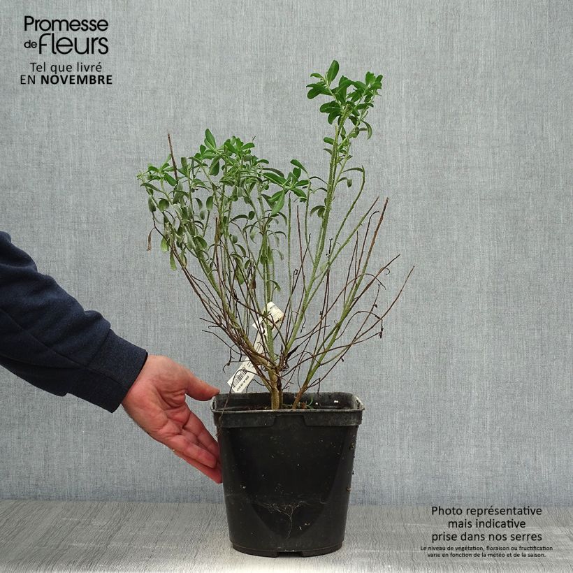 Ejemplar de Eriostemon myoporoides - Philotheca Pot de 3L/4L entregado en otoño