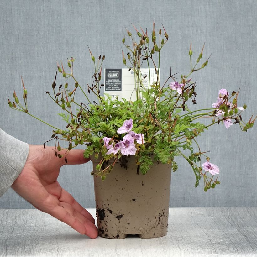 Ejemplar de Erodium Spanish Eyes en pot de 2L./3L. - Bec de grue  entregado en verano