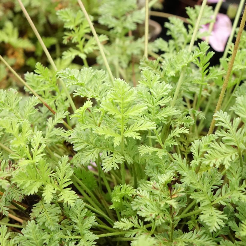 Erodium glandulosum Spanish Eyes - Alfileria (Follaje)