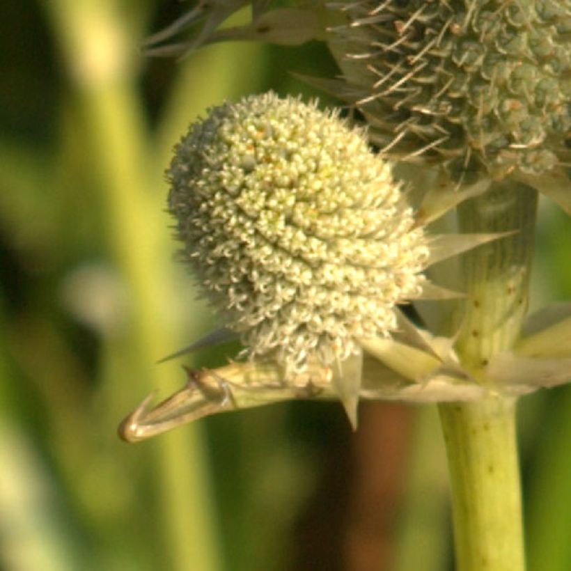 Eryngium agavifolium - Cardo de hoja de agave (Floración)