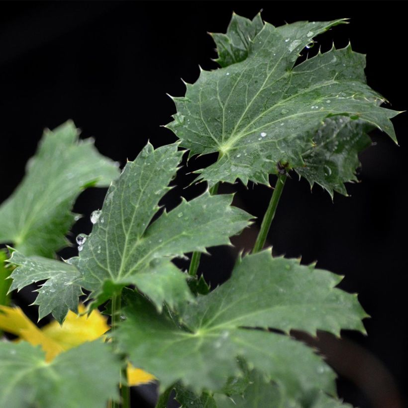 Eryngium zabelii Jos Eijking - Eringio (Follaje)