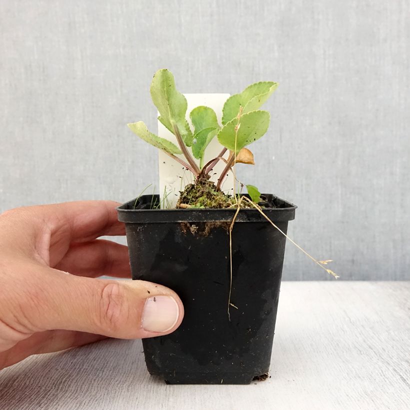 Ejemplar de Eryngium planum Blauer Zwerg - Panicaut à feuilles planes godet de 9cm entregado en verano