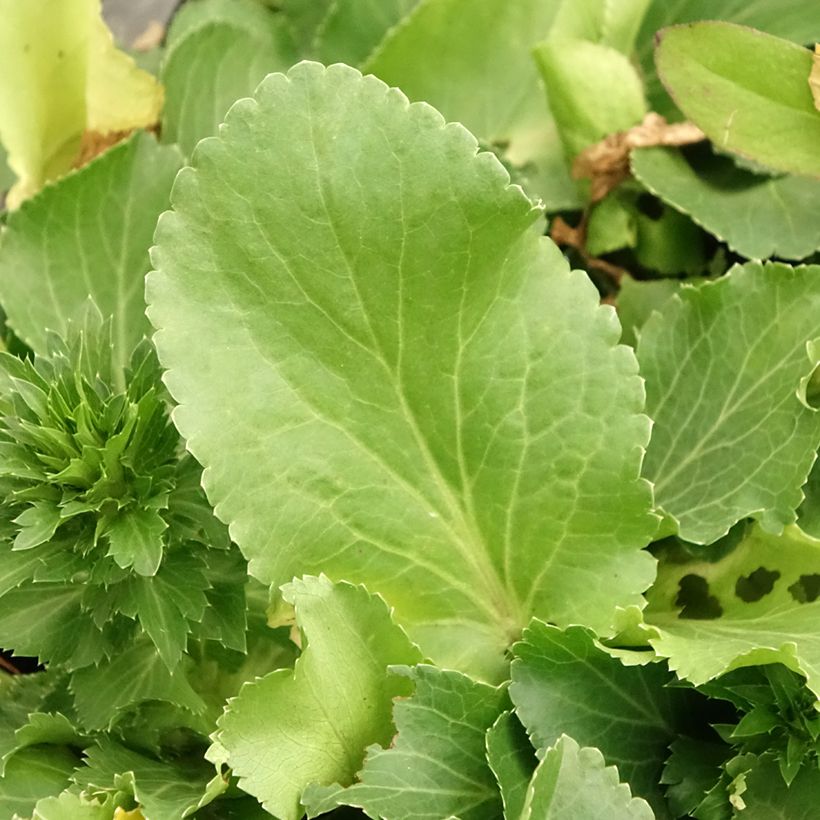 Eryngium planum Blue Hobbit - Cardo plano (Follaje)