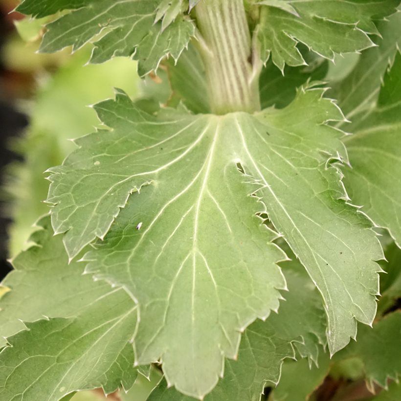 Eryngium planum Blue Hobbit - Cardo plano (Follaje)